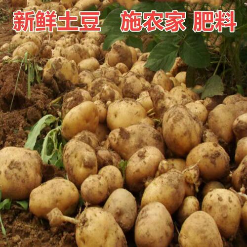 新鲜现挖土豆贵州农家特产