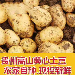 贵州新鲜土豆中毕节威宁洋芋高山马铃薯农家十斤黄心土豆 包邮