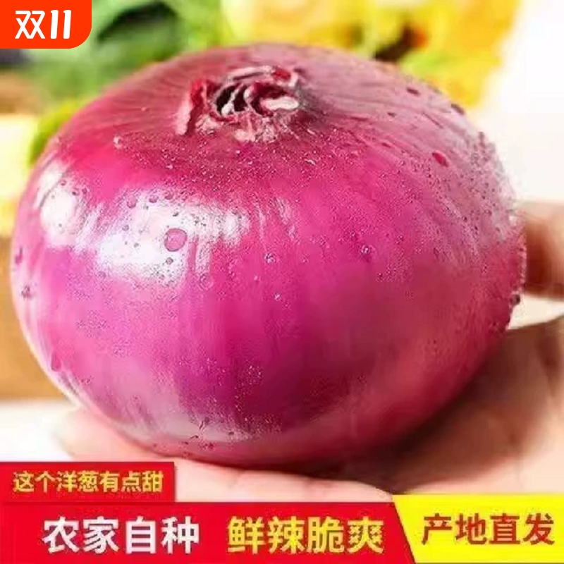 2025年应季新鲜先挖带泥紫红皮洋葱脆甜可口农家自种红皮洋葱