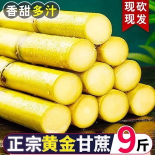 云南特产新鲜黄金甘蔗手撕应季 水果热带水果黄皮甜蔗9斤精选 当季