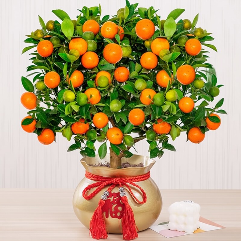 四季金桔树苗盆栽带果客厅招财植物室内花卉绿植小橘子盆景年宵花