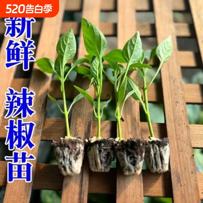高产大牛角椒苗辣椒秧苗牛角尖椒蔬菜苗羊角辣椒微辣辣椒秧苗