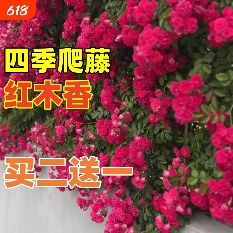 四季爬藤红木香花苗爬藤植物庭院花卉盆栽重瓣黄木香无刺蔷薇花苗