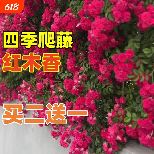 四季红木香花苗爬藤植物庭院无刺