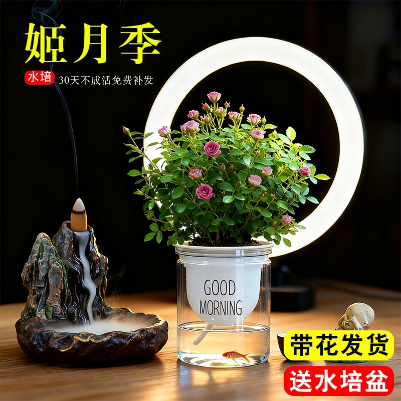 迷你超微姬月季带花苞水培须惠姬乙女室内好养浓香花卉盆栽绿植物