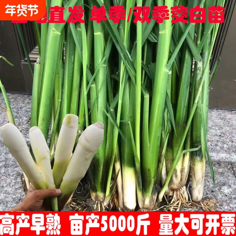 早熟茭白苗双季茭白种苗高产高瓜苗高笋种苗水笋水生蔬菜茭瓜苗,鲜花速递/花卉仿真/绿植园艺,绿植,淘宝优惠券,粉丝福利购,淘宝优惠卷