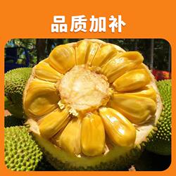 当季海南黄肉新鲜菠萝蜜一整个现摘干苞木菠萝特产热带水果