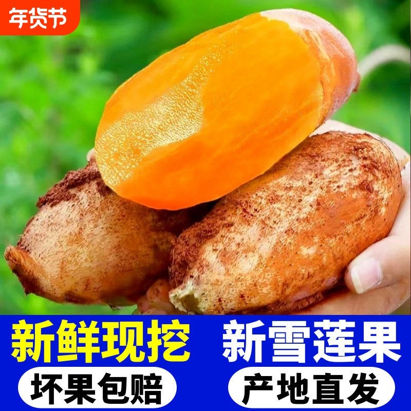 【商超】云南高山新鲜雪莲果黄心特级水果雪连果孕妇甜整箱脆现挖,水产肉类/新鲜蔬果/熟食,雪莲果,淘宝优惠券,粉丝福利购,淘宝优惠卷