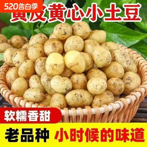 土豆黄心土豆营养黄皮洋芋马铃薯新鲜沙面土豆整箱批发5斤9斤装