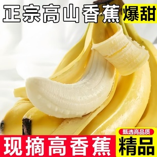 高山甜香蕉新鲜水果当季现摘大芭蕉小米蕉甜香蕉甜脆当季新鲜水果