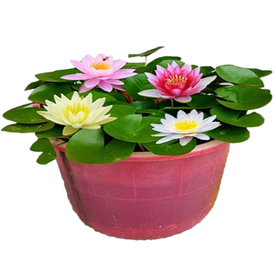 根块池塘睡莲四季荷花