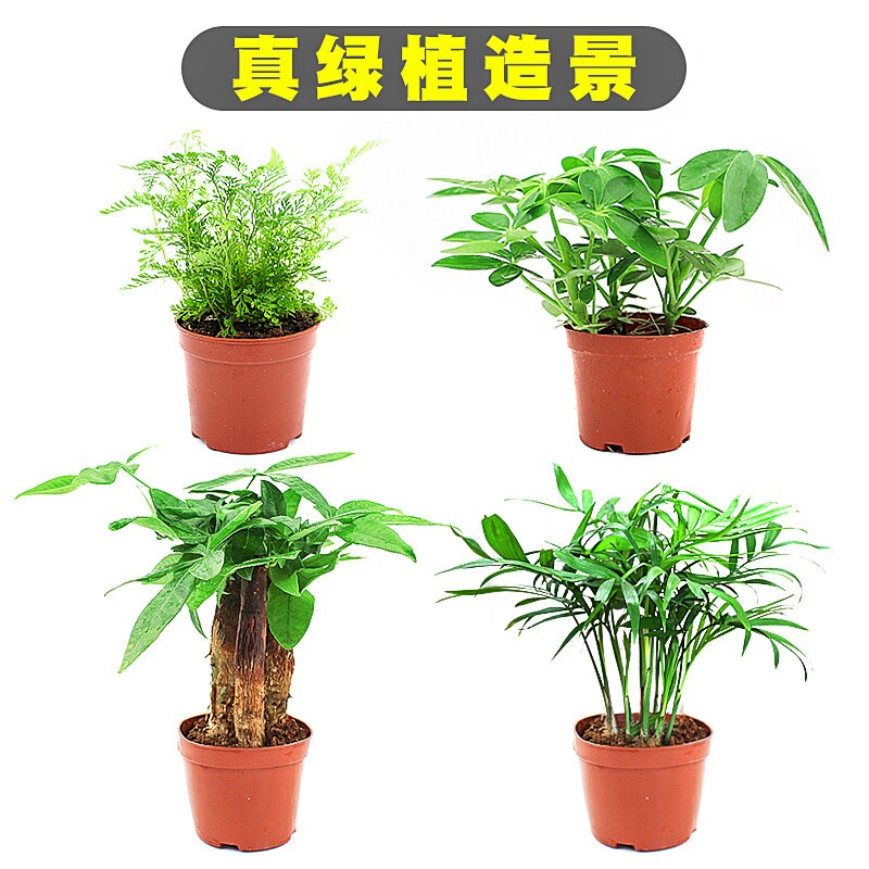 乌龟缸真绿植黄缘龟缸装饰造景套餐植物发财树椰子生态懒人鸭掌木图片