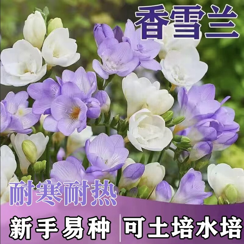 香雪兰种球水培花卉土培盆栽植物图片