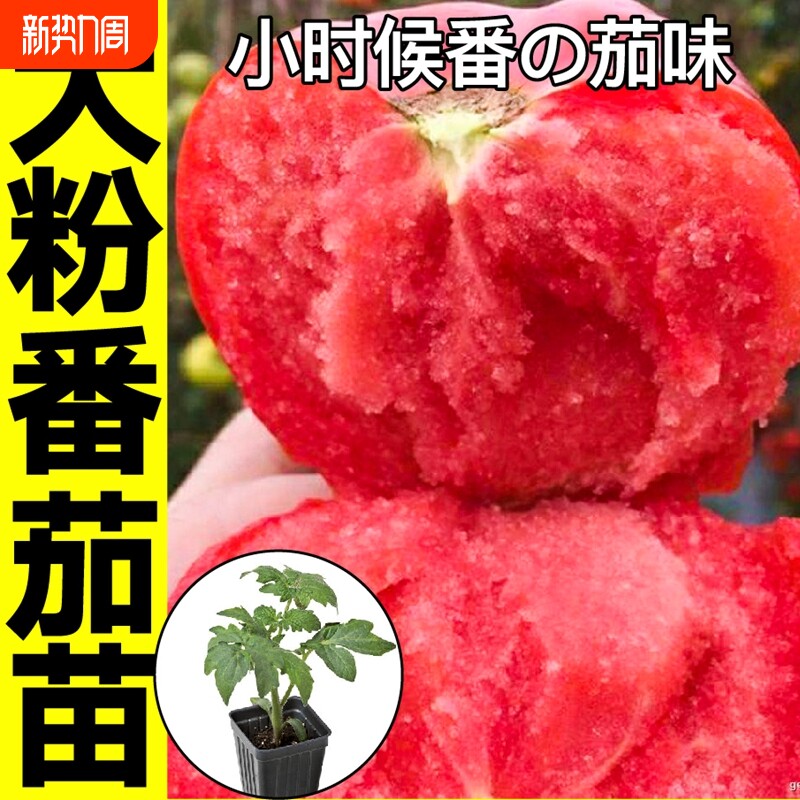 寿光大毛粉番茄苗秧带土老品种沙瓤超甜西红柿种子四季春秋籽草莓