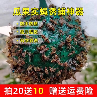 粘虫柑橘果园瓜果诱蝇器实蝇粘胶板针蜂果蝇诱虫球果蝇针蜂引诱剂