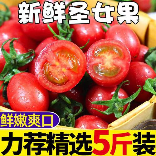 圣女果新鲜樱桃小番茄时令现货孕妇水果包邮一颗现摘自提自然熟