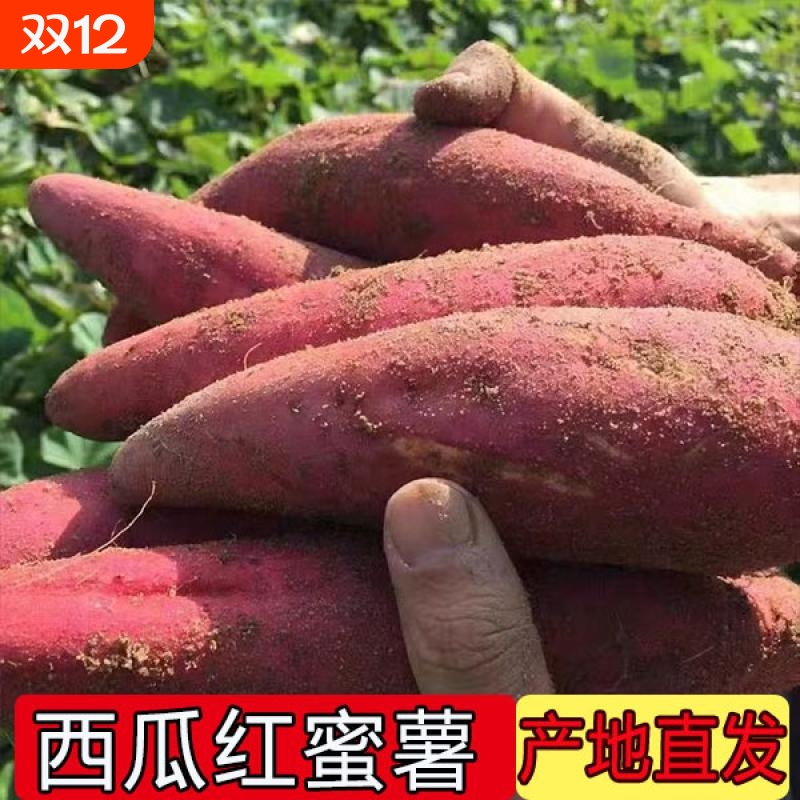 西口蜜番薯西瓜红蜜薯新鲜现挖