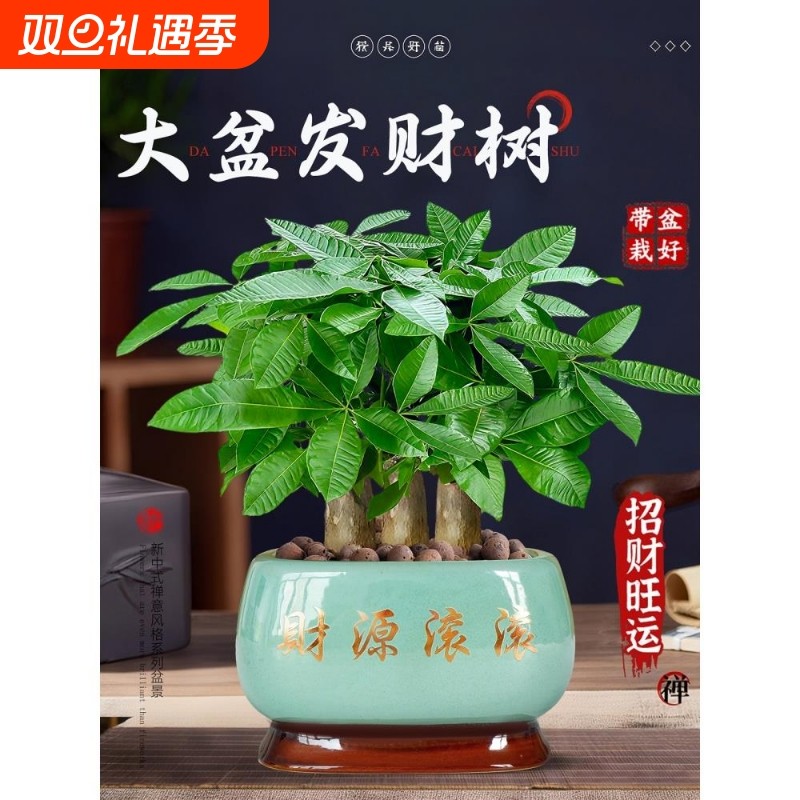 发财树小盆栽客厅盆景办公室内桌面旺宅绿植开业送礼四季常青好养