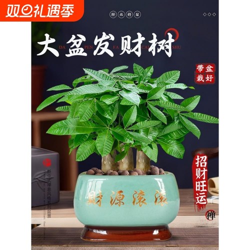 发财树小盆栽客厅景办公室