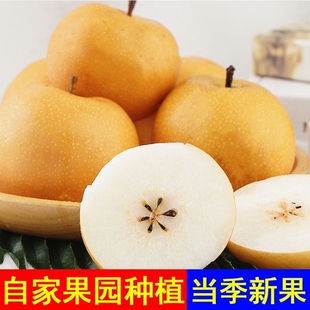 新玉梨大黄梨新鲜水果现摘现发黄皮梨脆甜多汁当季整箱包邮旗舰店