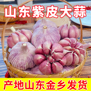 山东金乡新大蒜头新鲜干蒜农家自种紫皮蒜种5斤批发本地种子大果