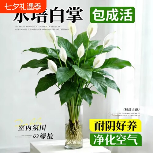 白掌风顺盆栽室内花卉绿植客厅招财旺宅水培植物四季好养陶瓷氛围