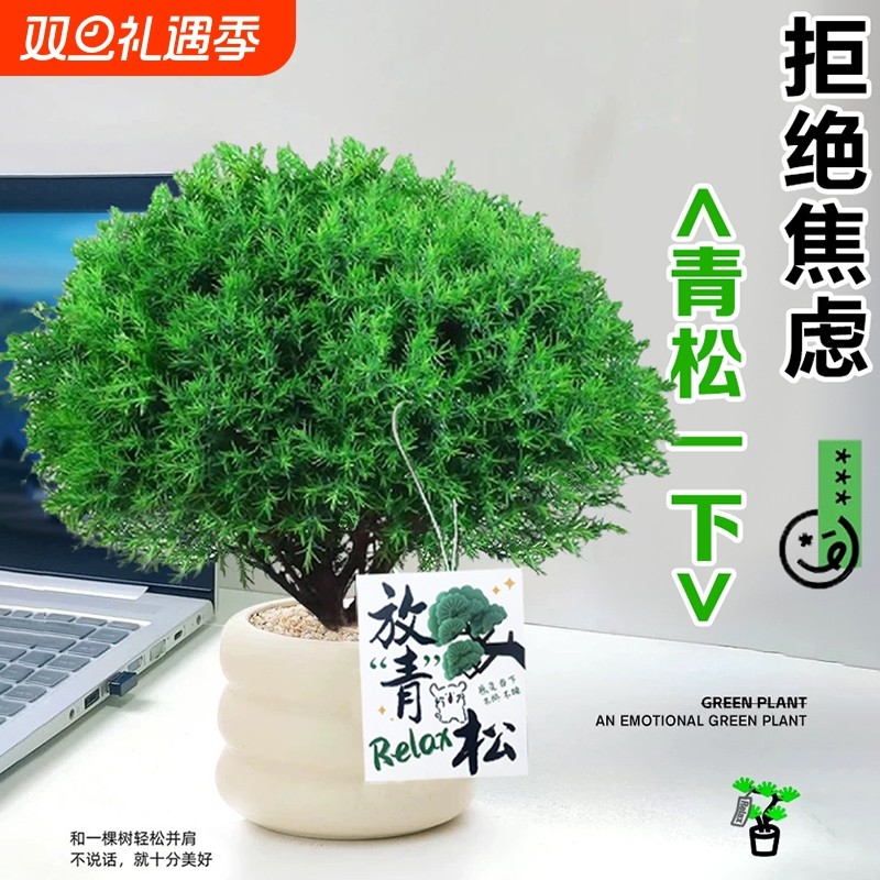 盆栽放青松植物办公室内桌面工位绿植摆件四季常青好养小盆景客厅