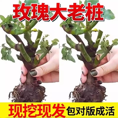 玫瑰老根老桩当季开花