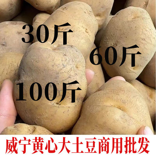 贵州威宁米拉洋芋洋蔬菜黄心土豆
