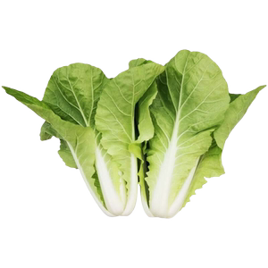 快菜奶油种子20天成熟耐热耐高温四季速生高产小白菜种子蔬菜种子