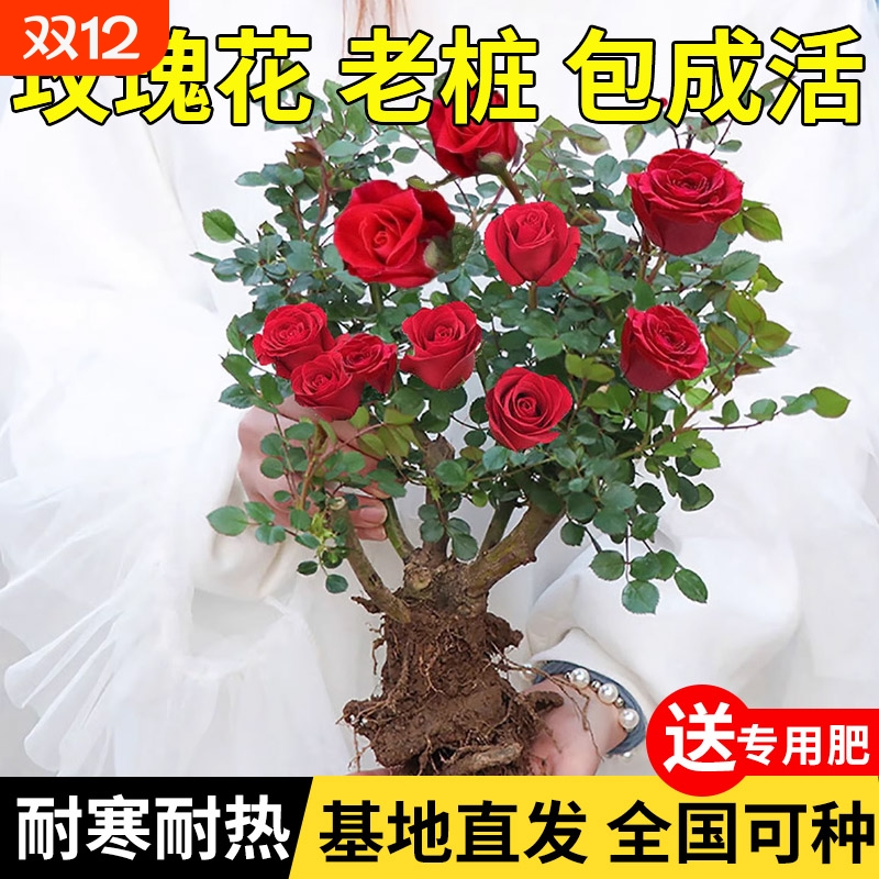 玫瑰花树苗老桩月季花苗好养花卉