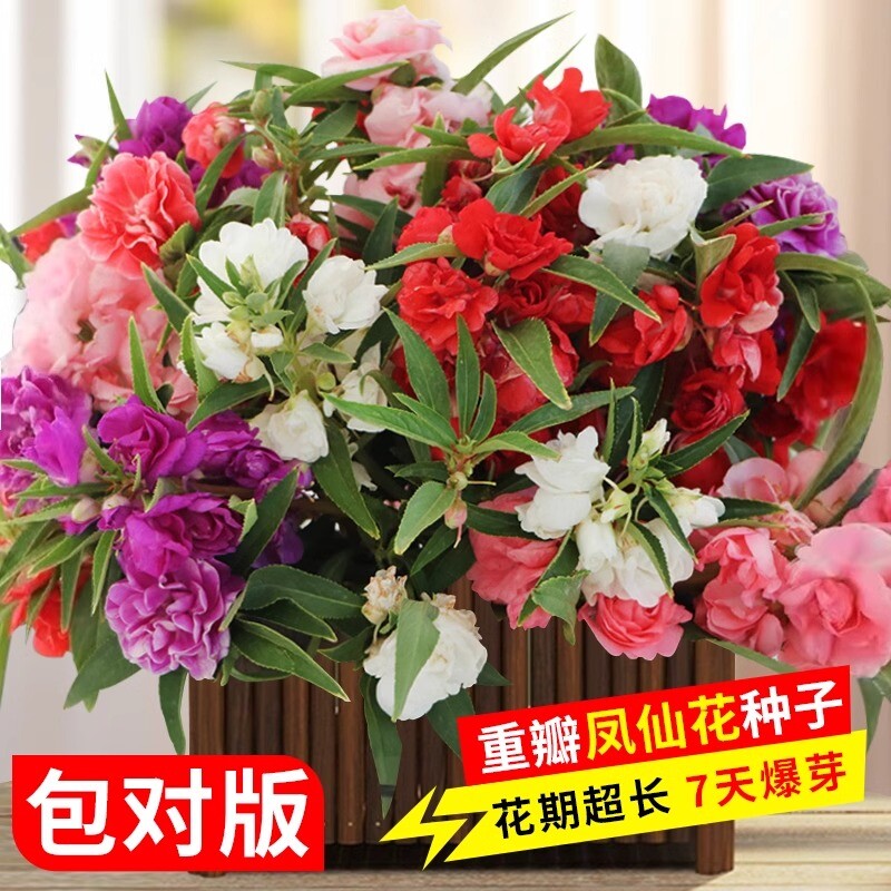 重瓣凤仙花种籽子四季播种指甲花种子盆栽庭院太阳花花种子种植