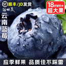 云南高山花香蓝莓头茬鲜果L25特大果怡佳颗沃应当季 水果整箱顺丰