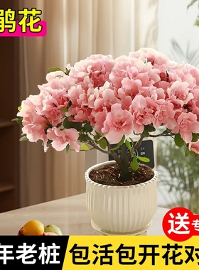 杜鹃花盆栽鹃映山红重瓣花卉老桩好养活阳台室内绿植带花客厅室外
