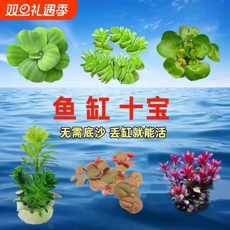 鱼缸浮萍水草养鱼十宝生态缸净化水质增氧淡水草水培植物造景摆件
