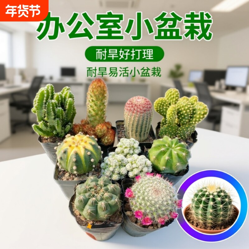 多肉植物仙人球盆栽带盆仙人掌办公室桌面阳台室内花卉绿植小植物