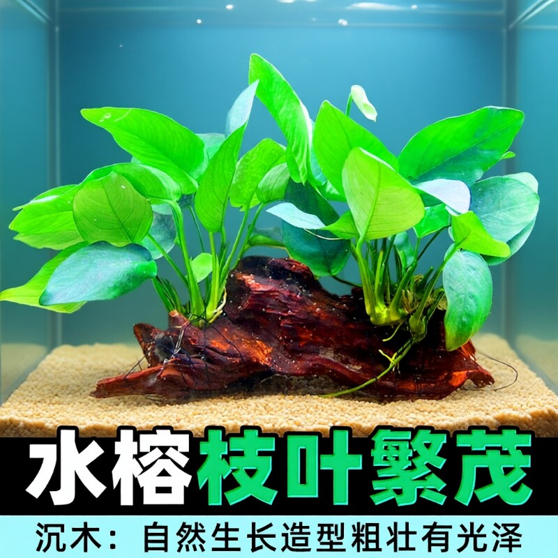 沉木水榕水草植物鱼缸造景装饰活体懒人莫斯阴性增氧净水椰壳屋