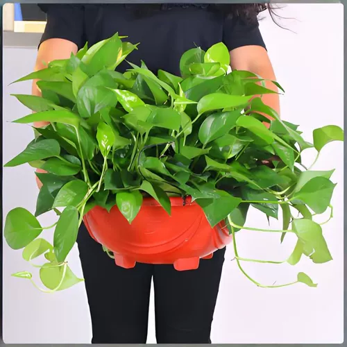 Зеленый горшечный посаженный корменный фундамент очищающий воздух в помещении.