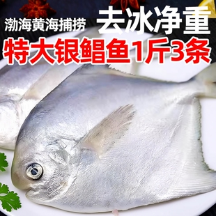 新鲜银鲳鱼4斤5-6条/斤海鲜活金深海白水产平鱼镜鱼海扁鱼年货节