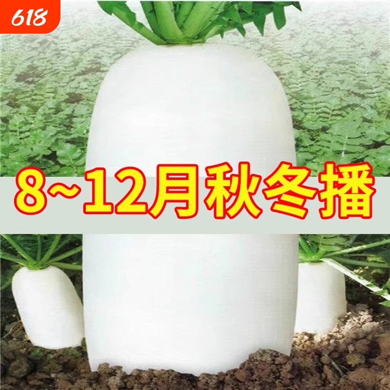 大白萝卜九斤王萝卜种子春秋蔬菜籽种水果白罗卜大全理想高产散装