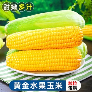 水果玉米新鲜甜嫩玉米10斤现摘爆浆牛奶玉米棒子即食金银蔬菜包邮