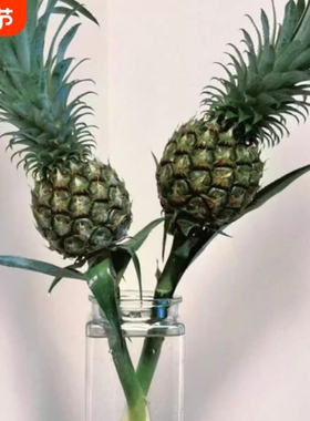 带杆水培绿色小菠萝可食用长花期创意水养植物云南室内办公室