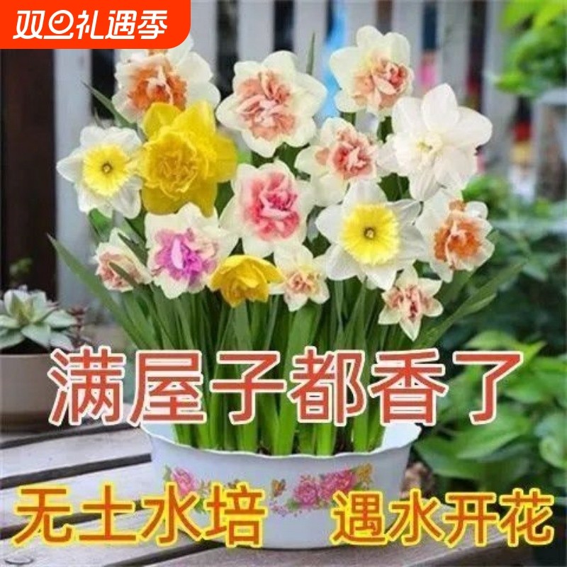 水仙花水培花卉室内花盆栽水养植物冬季好养耐寒四季阳台开花客厅