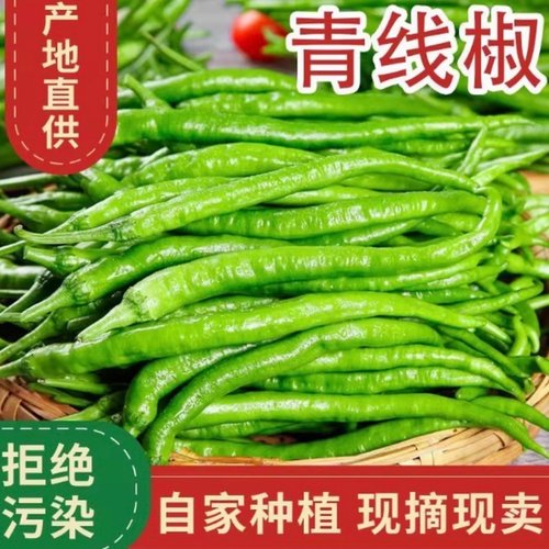 正宗青辣椒新鲜线椒中辣青椒薄皮正宗二荆条青线椒尖椒青辣椒香辣