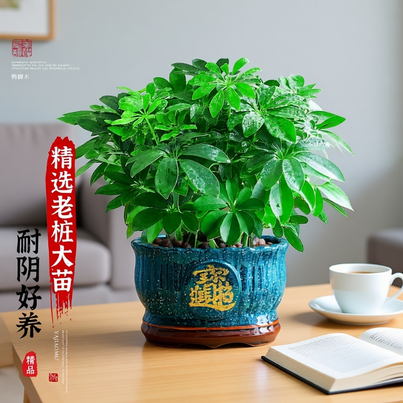 八方来财鸭脚木盆栽净化空气