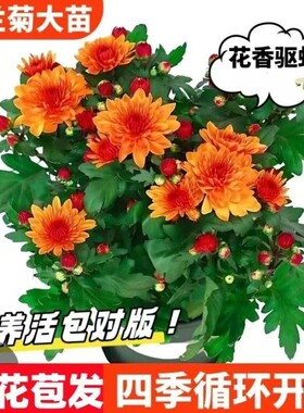 荷兰菊开花耐寒耐热植物