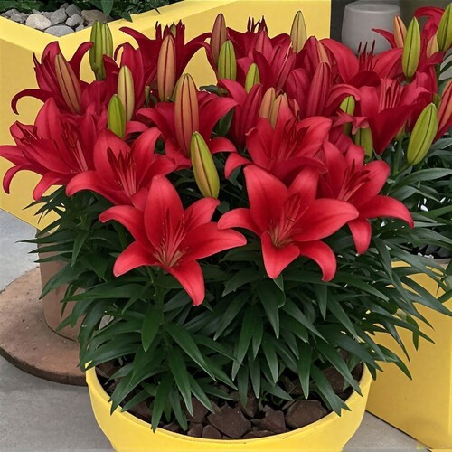 香水百合种球四季种植盆栽室内阳台花卉耐耐热重瓣百合花