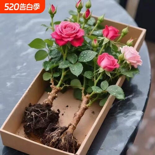 嫁接多色玫瑰玫瑰花老桩花月季花苗四季开花阳台花卉盆栽净化空气