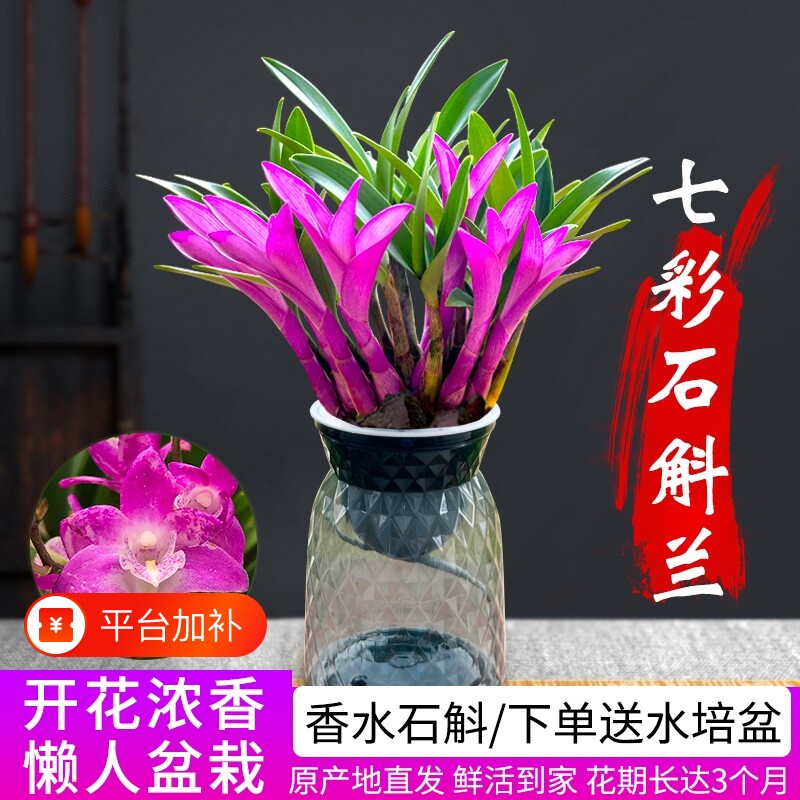 七彩香水石斛兰花四季好养绿植净化空气客厅室内水培浓香盆栽花卉