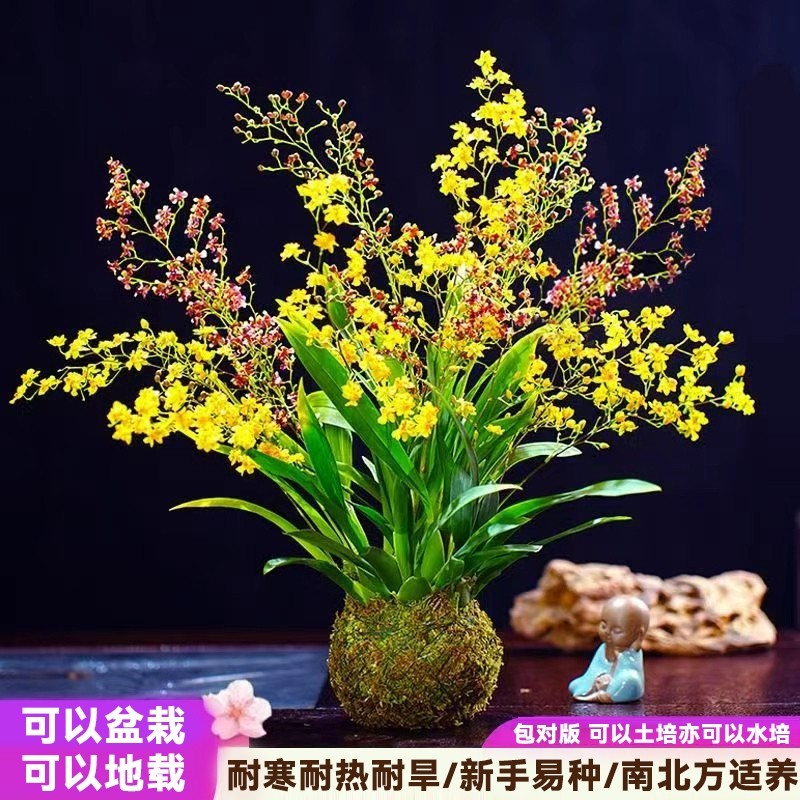 重瓣香水兰文心兰梦香兰跳舞石斛兰植物庭院地载阳台盆栽绿植花卉